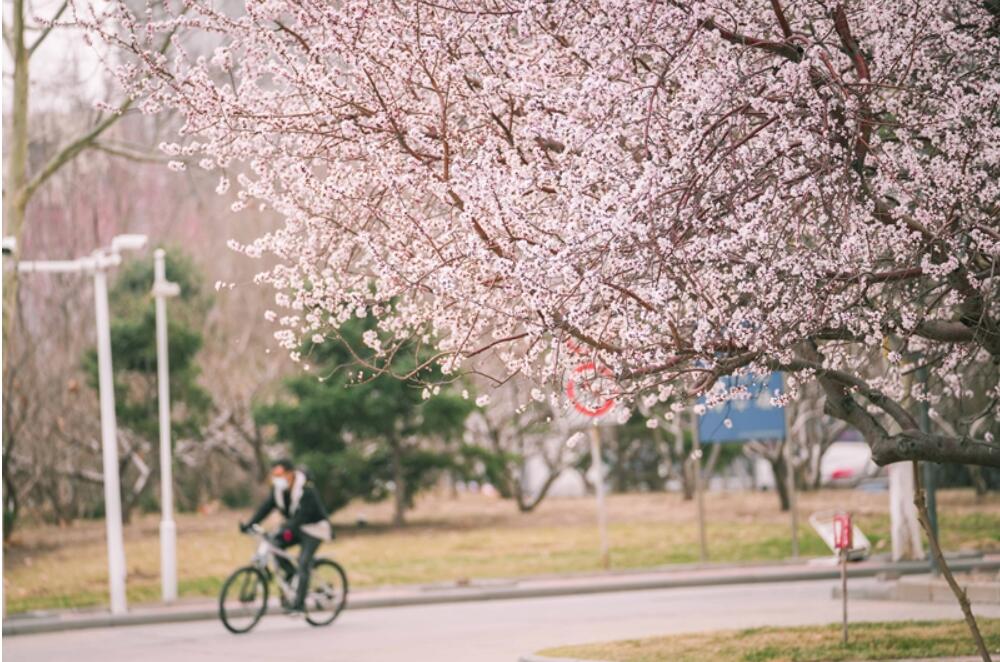 又是三月春風(fēng)起，春意暖暖南開(kāi)園
