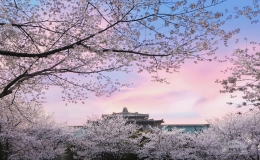 風(fēng)傳花信，櫻滿珞珈