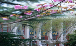 櫻花美圖秀：交大櫻花，春日限定