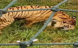 濟南野生動物世界的老虎吃草