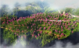 一縷茶香，助力鄉(xiāng)村振興