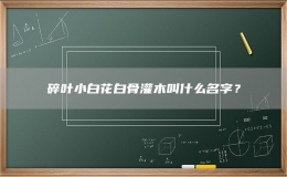 碎葉小白花白骨灌木叫什么名字？