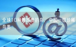 全球10種最昂貴的鳥，中國一級(jí)珍稀鳥類