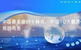 中國最美麗的十種鳥，中國10大最漂亮的鳥類