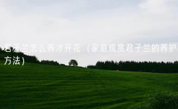 君子蘭怎么養(yǎng)才開花（家庭觀賞君子蘭的養(yǎng)護方法）