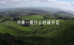 月季一般什么時候開花（月季開花的時機(jī)）