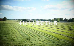 中國十大藏獒王排名（中國最有名的10只藏獒）