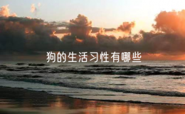 狗的生活習性有哪些（狗狗的10大生活習性）