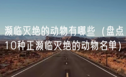 瀕臨滅絕的動物有哪些（盤點10種正瀕臨滅絕的動物名單）