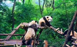 成都有什么好玩的地方景點推薦，這十個景點一定要去看看
