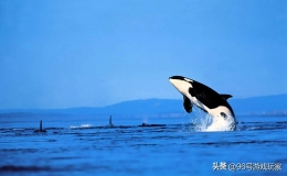 動(dòng)物能力排行榜前十名（10個(gè)戰(zhàn)斗力最強(qiáng)的動(dòng)物）