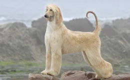 阿富汗獵犬價(jià)格是多少（討論阿富汗獵犬價(jià)格）