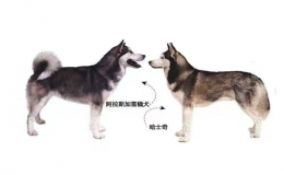 阿拉斯加和哈士奇的區(qū)別（比較兩種犬類的特點(diǎn)）