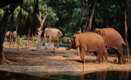 亞洲最大的動物園在哪里（亞洲十大動物園排名）