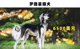 世界上最貴的狗排名，最貴的10種狗狗