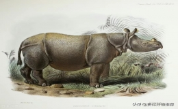 世界珍稀動物第一名(世界動物數(shù)量排名)